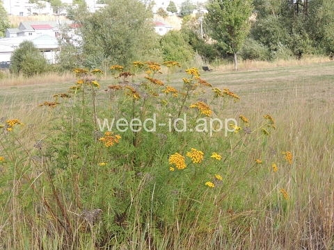 tansy, common